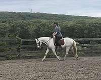 a-show-horse