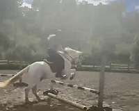 advanced-horse