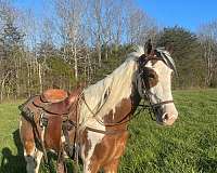 tobiano-nssha-colt