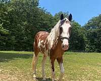 14-hand-spotted-saddle-colt