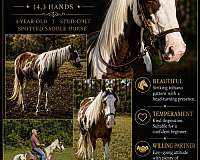nssha-spotted-saddle-colt