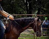 big-personality-paso-fino-horse