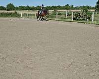 hunter-hanoverian-horse