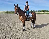 jumping-hanoverian-horse