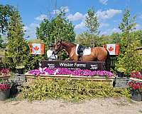 hunter-jumper-hanoverian-horse