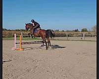 show-jumping-hanoverian-horse