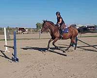 sporthorse-hanoverian-horse
