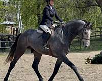 grey-dutch-warmblood-colt