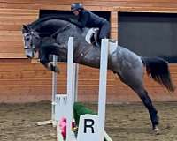 started-under-saddle-selle-francais-horse
