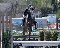 grey-dutch-warmblood-yearling