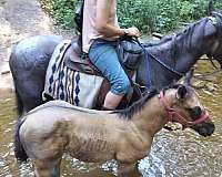 star-hind-sock-horse