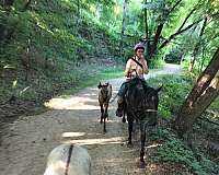 grulla-star-hind-sock-horse