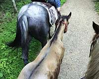 all-around-quarter-horse