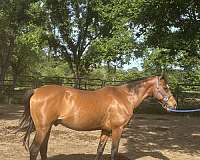 affordable-hackney-horse