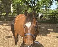 beginner-safe-hackney-horse