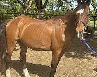 brown-with-black-mane-horse