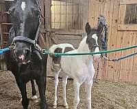 colt-spotted-saddle-horse