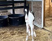 16-hand-spotted-saddle-colt