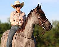 tricks-tennessee-walking-pony