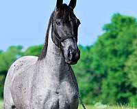 hunting-tennessee-walking-pony