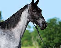 dream-pony-tennessee-walking