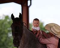 no-spook-tennessee-walking-pony