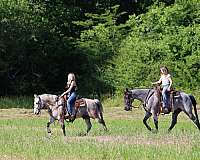 gun-safe-tennessee-walking-pony