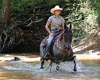 novice-rider-tennessee-walking-pony