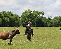 lessons-pony-tennessee-walking