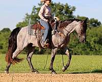 show-winner-tennessee-walking-pony