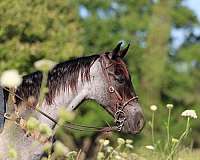gaited-trail-pony-gelding