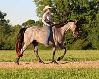 blue-roan-pack-pony