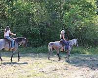 lessons-pony-gelding