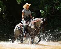 blue-roan-therapy-pony