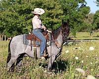 blue-roan-tennessee-walking-pony-for-sale