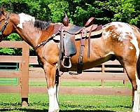 western-ri-appaloosa-horse