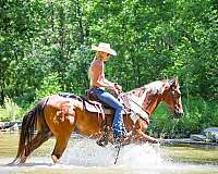 all-around-appaloosa-horse