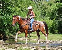 athletic-appaloosa-horse