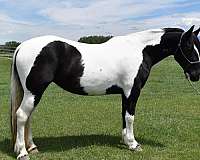 gypsy-vanner-mare