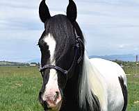 gypsy-vanner-horse-for-sale