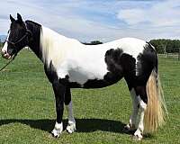 working-equitation-mule