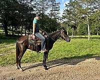 gentle-quiet-missouri-fox-trotter-horse