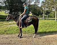 rides-gentle-missouri-fox-trotter-horse