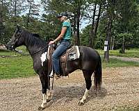 gaited-fox-trotter-horse