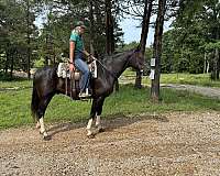 gaited-fox-trotter-gelding