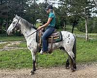 appaloosa-gelding-walkaloosa-horse