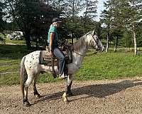 around-walkaloosa-horse