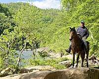 all-around-quarter-horse