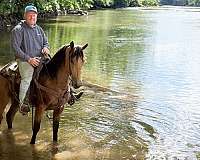 bay-roan-none-horse