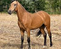 athletic-quarter-horse